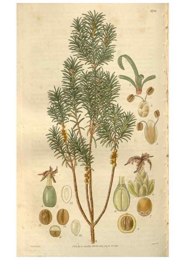 Reproducción/Reproduction 8610048905: Curtis's botanical magazine.. London ;New York [etc.] :Academic Press [etc.]
