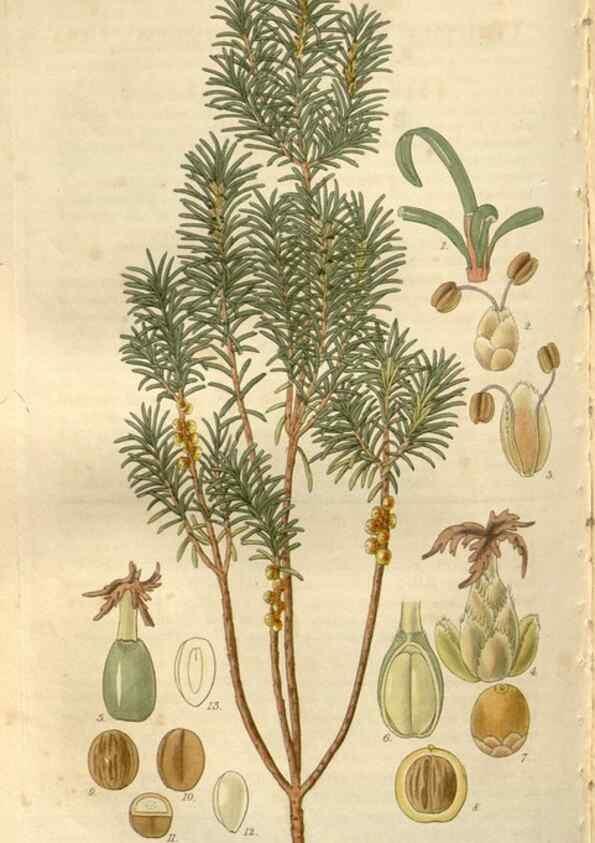 Reproducción/Reproduction 8610048905: Curtis's botanical magazine.. London ;New York [etc.] :Academic Press [etc.]