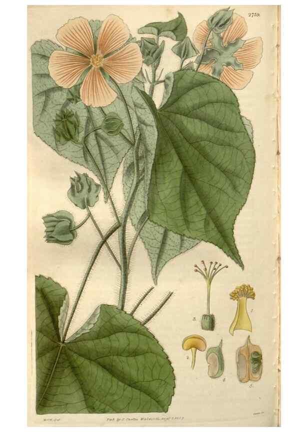 Reproducción/Reproduction 8611155984: Curtis's botanical magazine.. London ;New York [etc.] :Academic Press [etc.]
