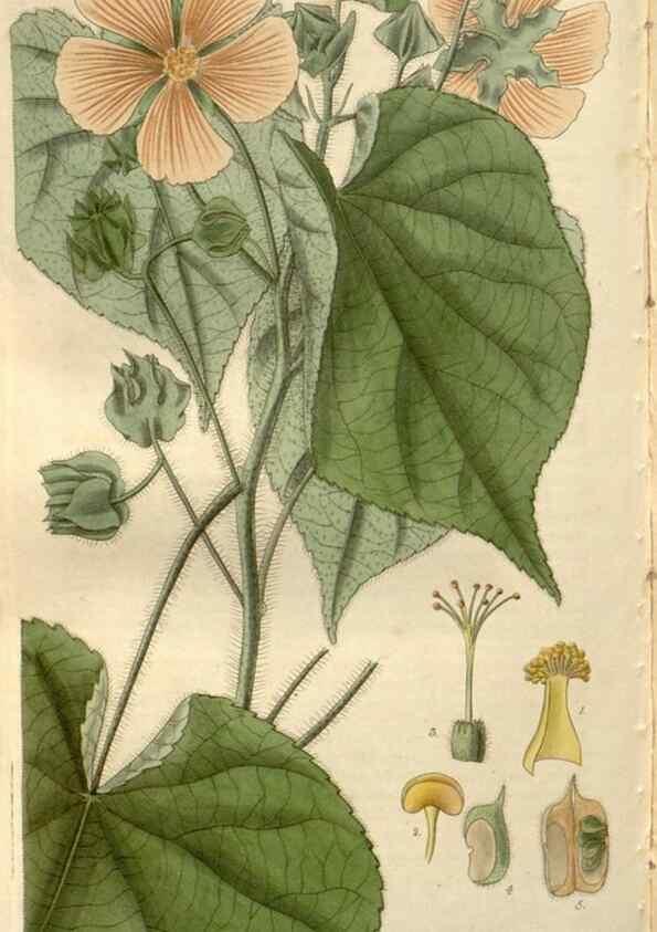 Reproducción/Reproduction 8611155984: Curtis's botanical magazine.. London ;New York [etc.] :Academic Press [etc.]
