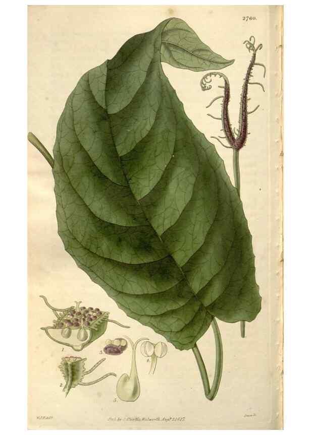 Reproducción/Reproduction 8611157822: Curtis's botanical magazine.. London ;New York [etc.] :Academic Press [etc.]