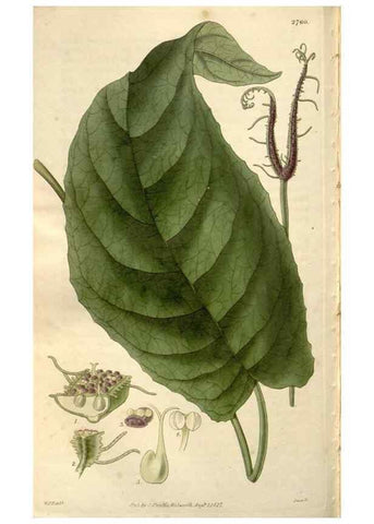 Reproducción/Reproduction 8611157822: Curtis's botanical magazine.. London ;New York [etc.] :Academic Press [etc.]