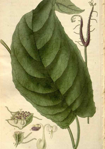 Reproducción/Reproduction 8611157822: Curtis's botanical magazine.. London ;New York [etc.] :Academic Press [etc.]