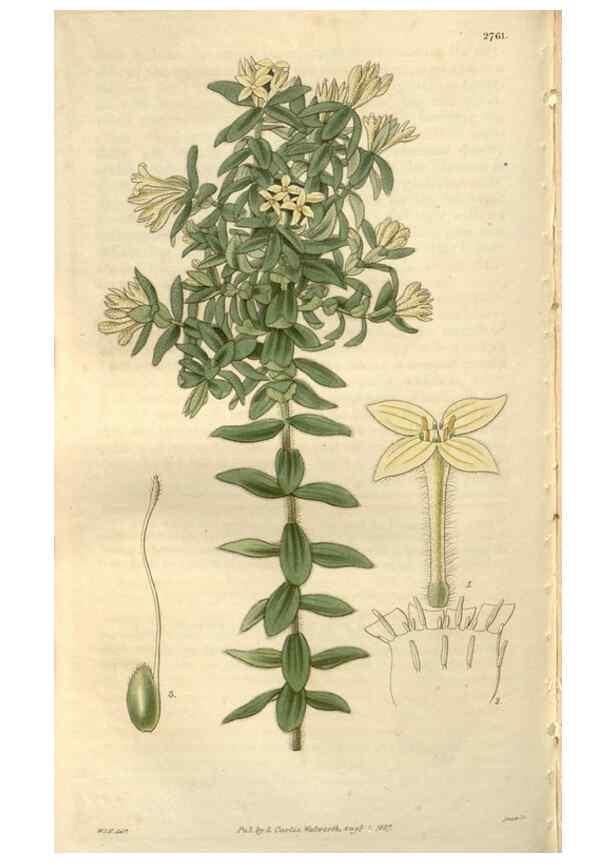 Reproducción/Reproduction 8610053517: Curtis's botanical magazine.. London ;New York [etc.] :Academic Press [etc.]