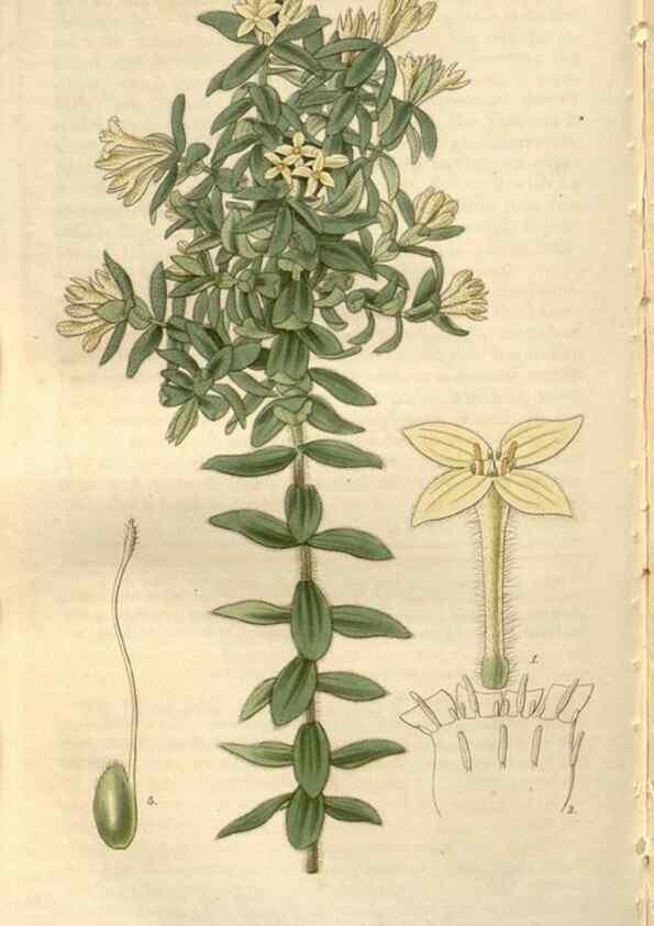 Reproducción/Reproduction 8610053517: Curtis's botanical magazine.. London ;New York [etc.] :Academic Press [etc.]