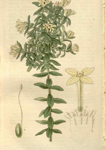 Reproducción/Reproduction 8610053517: Curtis's botanical magazine.. London ;New York [etc.] :Academic Press [etc.]