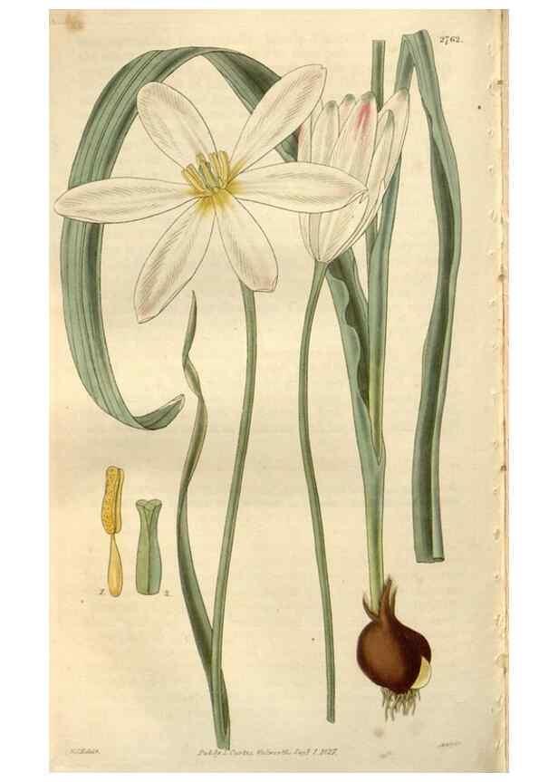 Reproducción/Reproduction 8611161444: Curtis's botanical magazine.. London ;New York [etc.] :Academic Press [etc.]