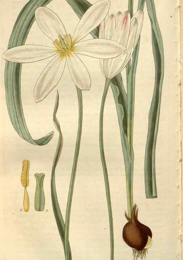 Reproducción/Reproduction 8611161444: Curtis's botanical magazine.. London ;New York [etc.] :Academic Press [etc.]