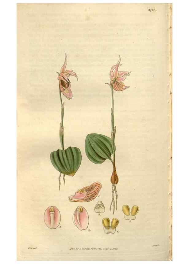Reproducción/Reproduction 8610056771: Curtis's botanical magazine.. London ;New York [etc.] :Academic Press [etc.]