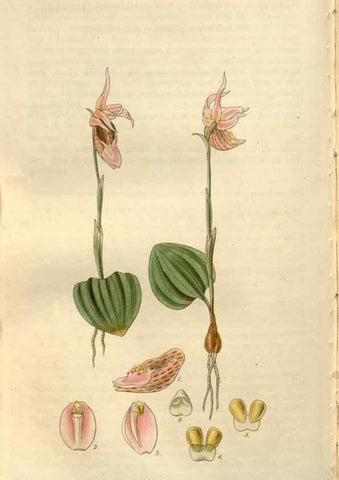 Reproducción/Reproduction 8610056771: Curtis's botanical magazine.. London ;New York [etc.] :Academic Press [etc.]