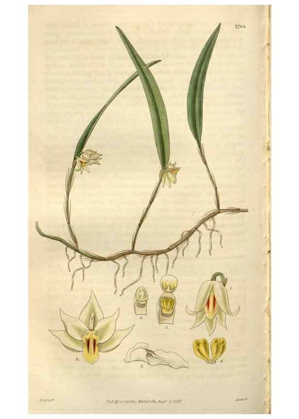 Reproducción/Reproduction 8610057965: Curtis's botanical magazine.. London ;New York [etc.] :Academic Press [etc.]