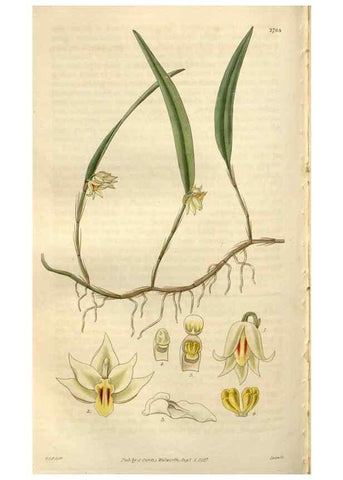 Reproducción/Reproduction 8610057965: Curtis's botanical magazine.. London ;New York [etc.] :Academic Press [etc.]