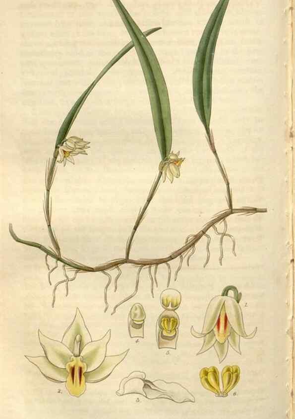 Reproducción/Reproduction 8610057965: Curtis's botanical magazine.. London ;New York [etc.] :Academic Press [etc.]