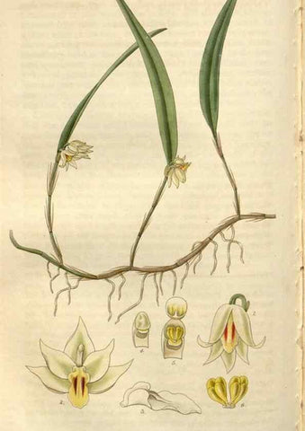 Reproducción/Reproduction 8610057965: Curtis's botanical magazine.. London ;New York [etc.] :Academic Press [etc.]