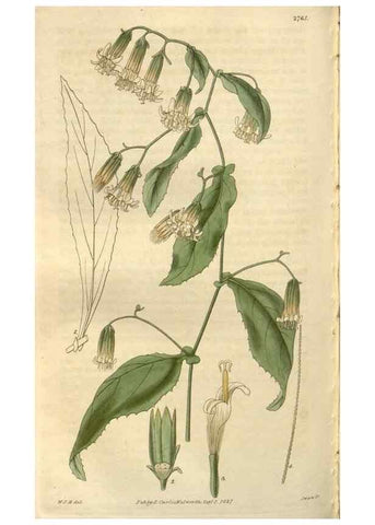 Reproducción/Reproduction 8611165174: Curtis's botanical magazine.. London ;New York [etc.] :Academic Press [etc.]