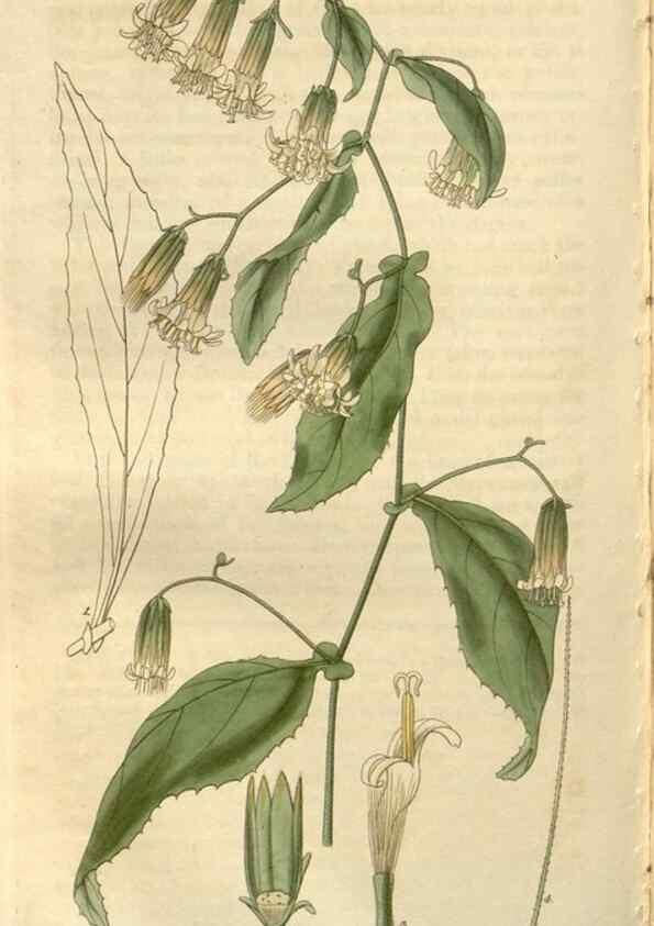 Reproducción/Reproduction 8611165174: Curtis's botanical magazine.. London ;New York [etc.] :Academic Press [etc.]