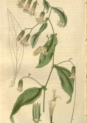 Reproducción/Reproduction 8611165174: Curtis's botanical magazine.. London ;New York [etc.] :Academic Press [etc.]
