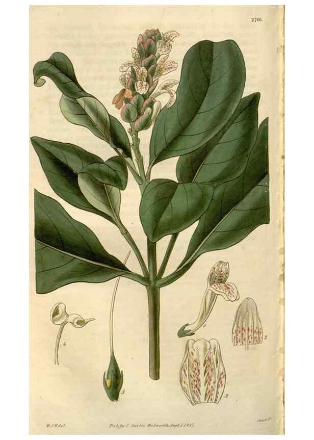 Reproducción/Reproduction 8611166412: Curtis's botanical magazine.. London ;New York [etc.] :Academic Press [etc.]