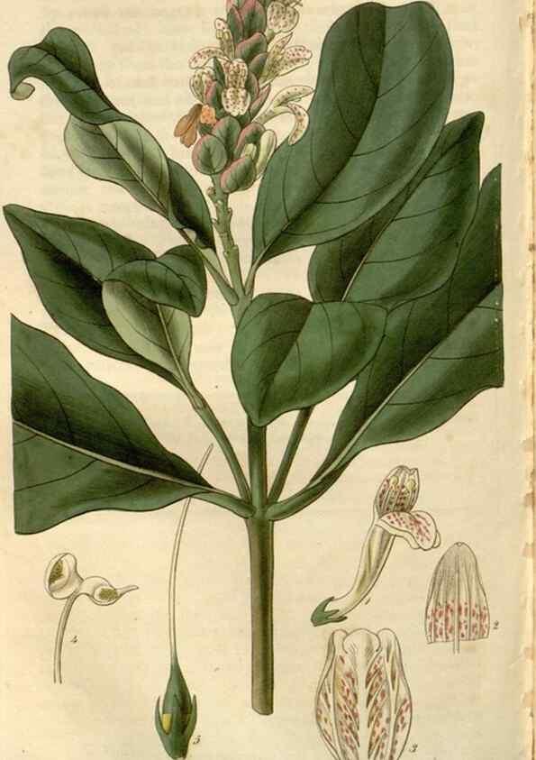 Reproducción/Reproduction 8611166412: Curtis's botanical magazine.. London ;New York [etc.] :Academic Press [etc.]