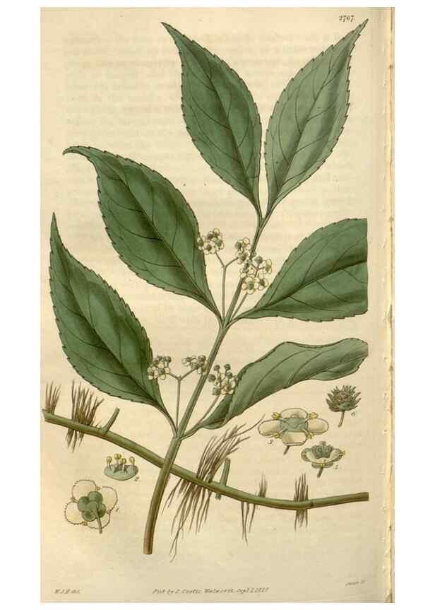Reproducción/Reproduction 8610061947: Curtis's botanical magazine.. London ;New York [etc.] :Academic Press [etc.]