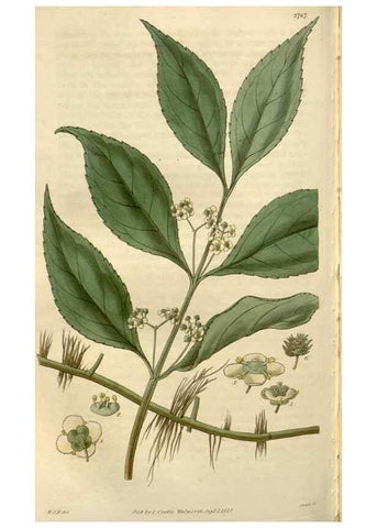 Reproducción/Reproduction 8610061947: Curtis's botanical magazine.. London ;New York [etc.] :Academic Press [etc.]