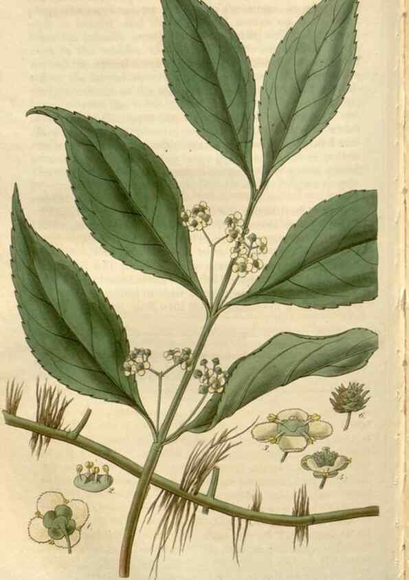 Reproducción/Reproduction 8610061947: Curtis's botanical magazine.. London ;New York [etc.] :Academic Press [etc.]
