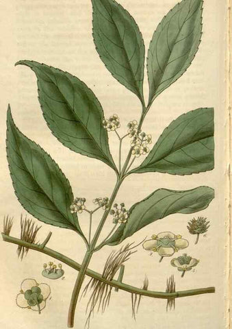 Reproducción/Reproduction 8610061947: Curtis's botanical magazine.. London ;New York [etc.] :Academic Press [etc.]