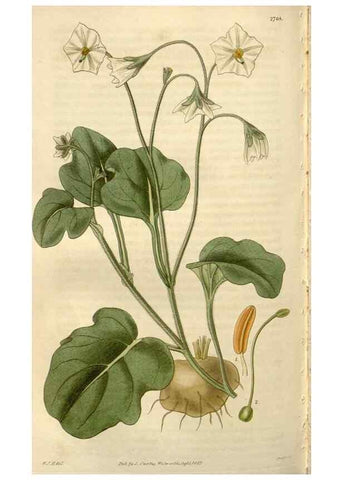 Reproducción/Reproduction 8610063223: Curtis's botanical magazine.. London ;New York [etc.] :Academic Press [etc.]