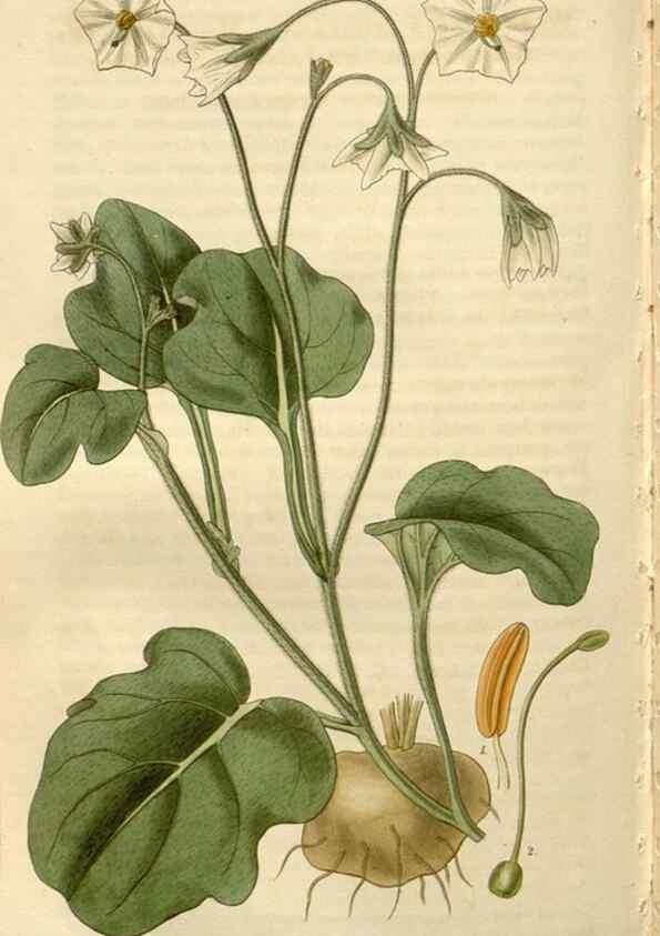 Reproducción/Reproduction 8610063223: Curtis's botanical magazine.. London ;New York [etc.] :Academic Press [etc.]