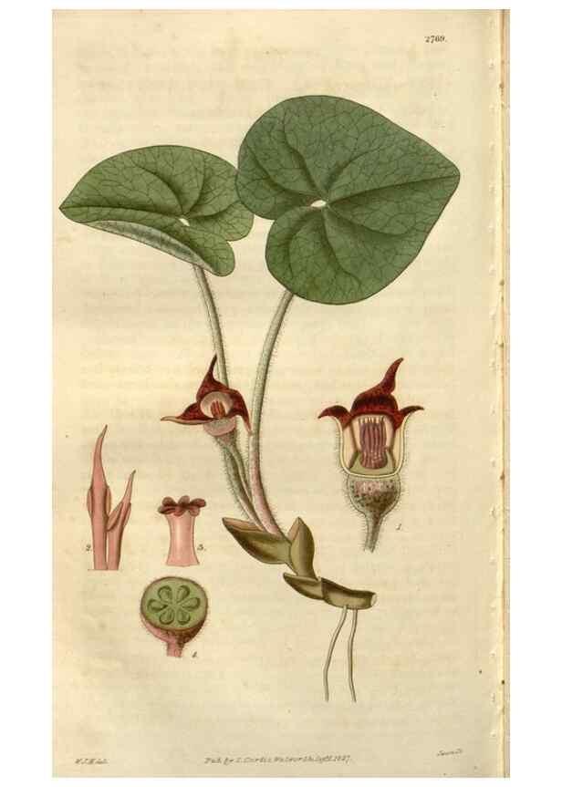 Reproducción/Reproduction 8610064639: Curtis's botanical magazine.. London ;New York [etc.] :Academic Press [etc.]