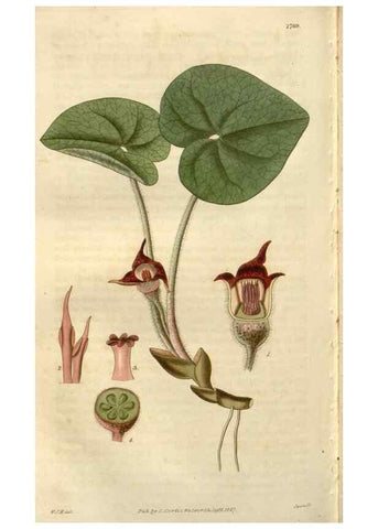 Reproducción/Reproduction 8610064639: Curtis's botanical magazine.. London ;New York [etc.] :Academic Press [etc.]