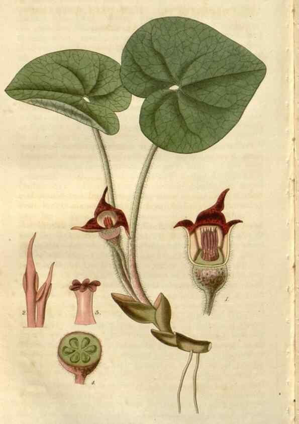 Reproducción/Reproduction 8610064639: Curtis's botanical magazine.. London ;New York [etc.] :Academic Press [etc.]