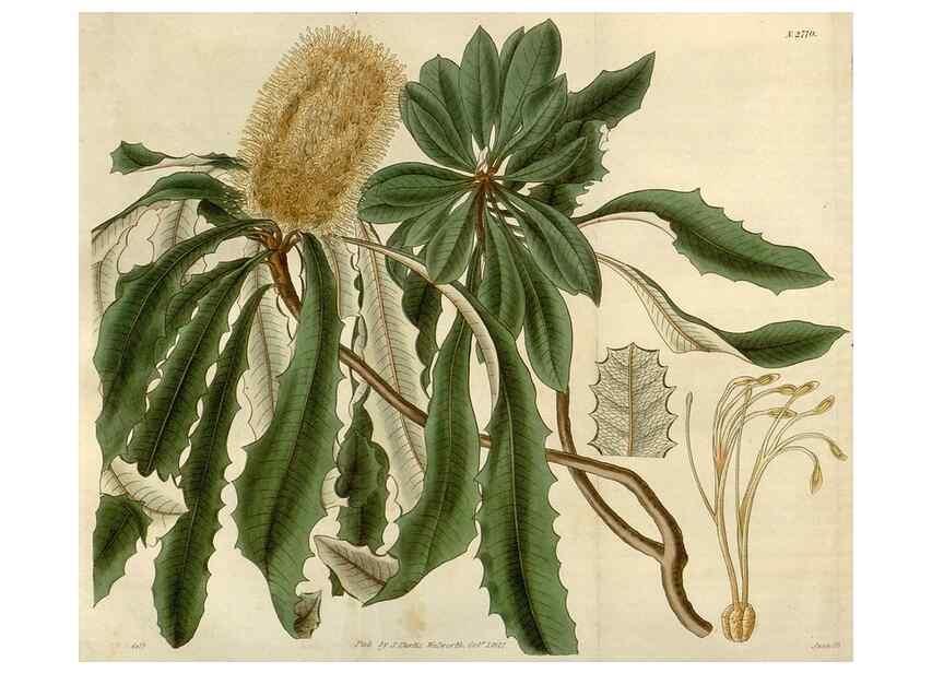 Reproducción/Reproduction 8610065461: Curtis's botanical magazine.. London ;New York [etc.] :Academic Press [etc.]