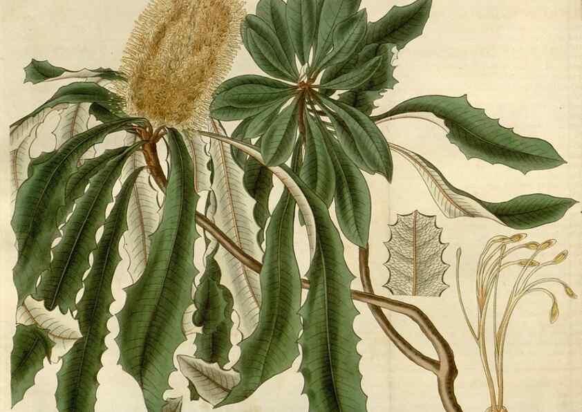 Reproducción/Reproduction 8610065461: Curtis's botanical magazine.. London ;New York [etc.] :Academic Press [etc.]
