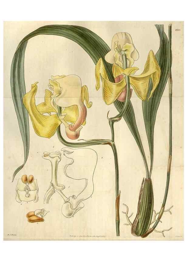 Reproducción/Reproduction 8610045649: Curtis's botanical magazine.. London ;New York [etc.] :Academic Press [etc.]