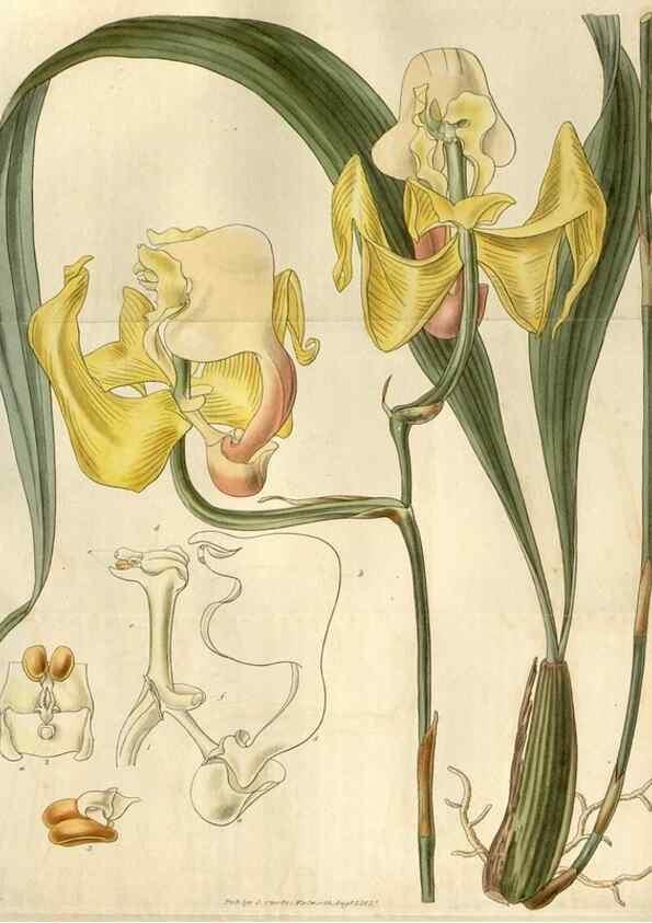 Reproducción/Reproduction 8610045649: Curtis's botanical magazine.. London ;New York [etc.] :Academic Press [etc.]