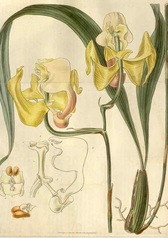 Reproducción/Reproduction 8610045649: Curtis's botanical magazine.. London ;New York [etc.] :Academic Press [etc.]