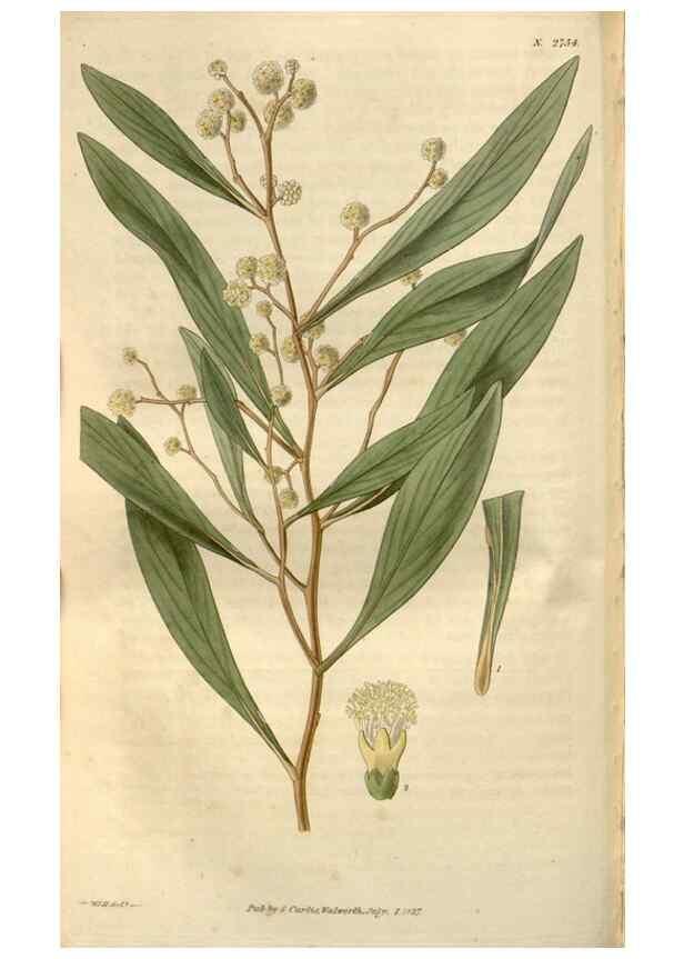 Reproducción/Reproduction 8610044561: Curtis's botanical magazine.. London ;New York [etc.] :Academic Press [etc.]