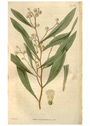Reproducción/Reproduction 8610044561: Curtis's botanical magazine.. London ;New York [etc.] :Academic Press [etc.]
