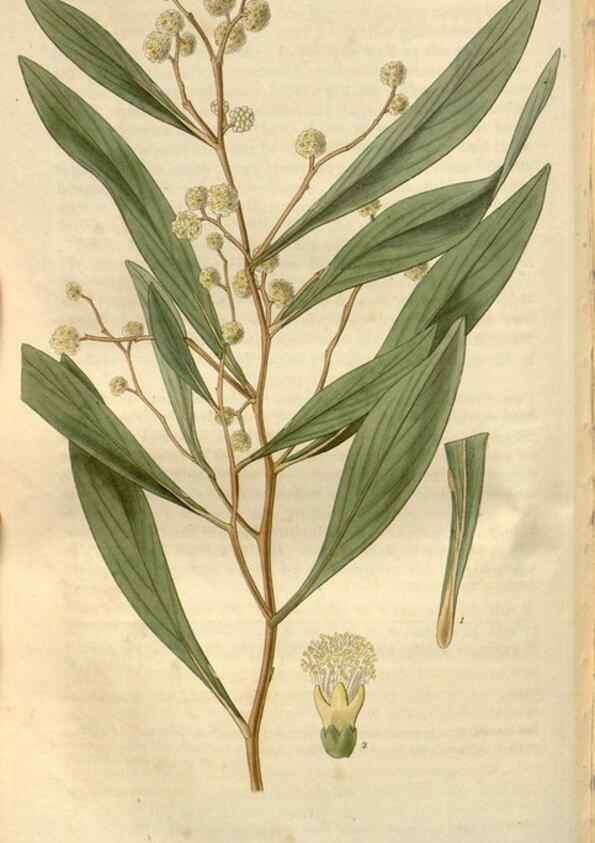 Reproducción/Reproduction 8610044561: Curtis's botanical magazine.. London ;New York [etc.] :Academic Press [etc.]