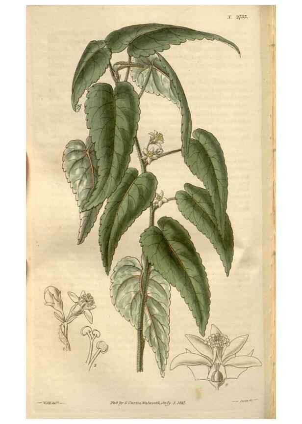 Reproducción/Reproduction 8611149086: Curtis's botanical magazine.. London ;New York [etc.] :Academic Press [etc.]