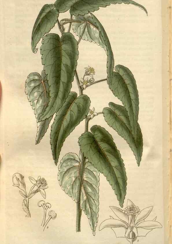 Reproducción/Reproduction 8611149086: Curtis's botanical magazine.. London ;New York [etc.] :Academic Press [etc.]