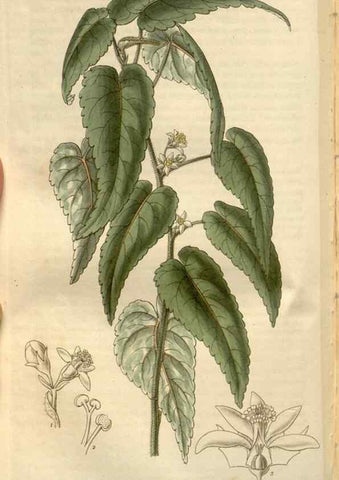 Reproducción/Reproduction 8611149086: Curtis's botanical magazine.. London ;New York [etc.] :Academic Press [etc.]