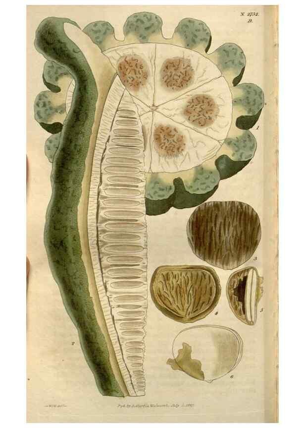 Reproducción/Reproduction 8611147596: Curtis's botanical magazine.. London ;New York [etc.] :Academic Press [etc.]