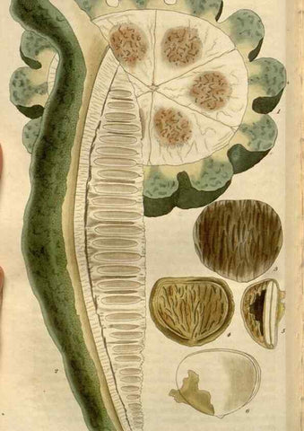 Reproducción/Reproduction 8611147596: Curtis's botanical magazine.. London ;New York [etc.] :Academic Press [etc.]