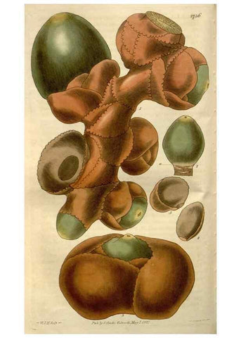Reproducción/Reproduction 8611120690: Curtis's botanical magazine.. London ;New York [etc.] :Academic Press [etc.]