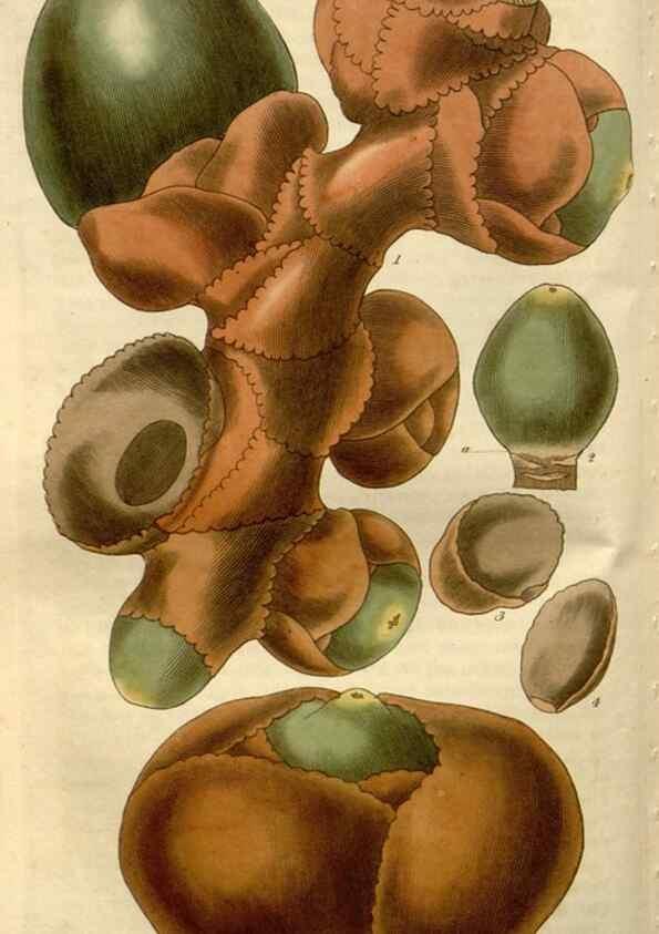 Reproducción/Reproduction 8611120690: Curtis's botanical magazine.. London ;New York [etc.] :Academic Press [etc.]