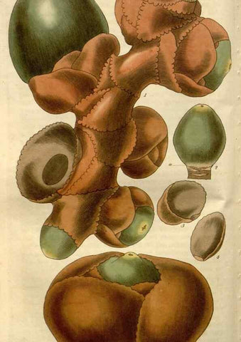 Reproducción/Reproduction 8611120690: Curtis's botanical magazine.. London ;New York [etc.] :Academic Press [etc.]