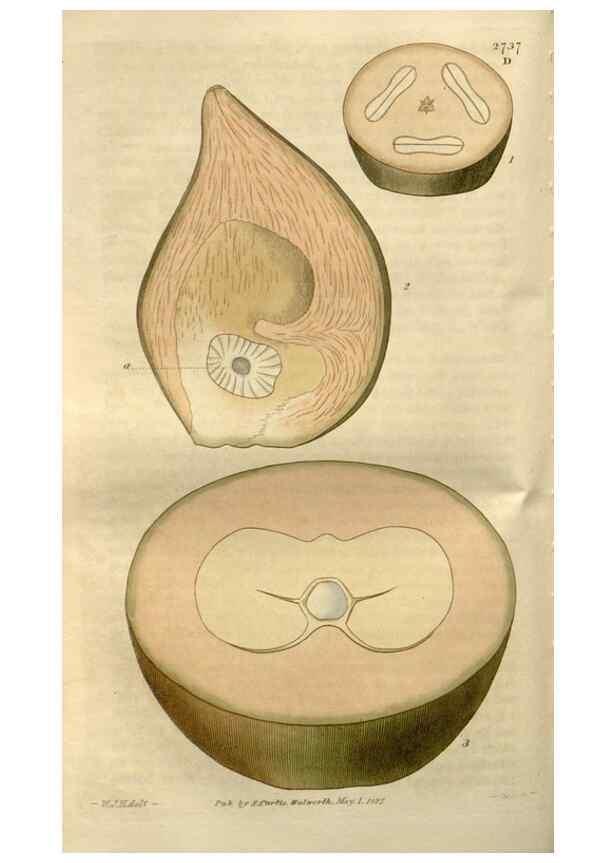 Reproducción/Reproduction 8611121984: Curtis's botanical magazine.. London ;New York [etc.] :Academic Press [etc.]