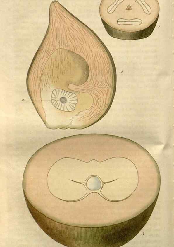 Reproducción/Reproduction 8611121984: Curtis's botanical magazine.. London ;New York [etc.] :Academic Press [etc.]